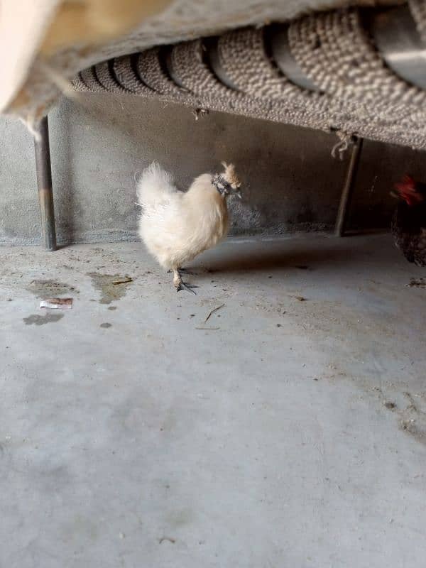 Silkie Female Egg Laying 0