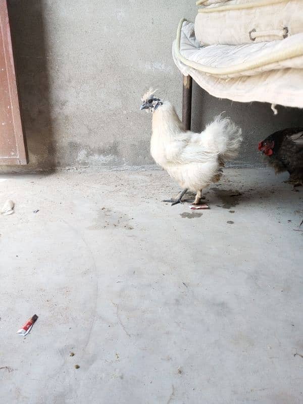 Silkie Female Egg Laying 1