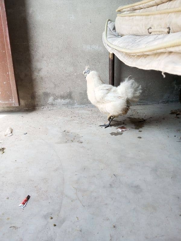 Silkie Female Egg Laying 2