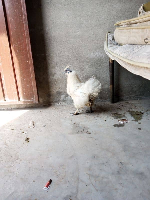 Silkie Female Egg Laying 3