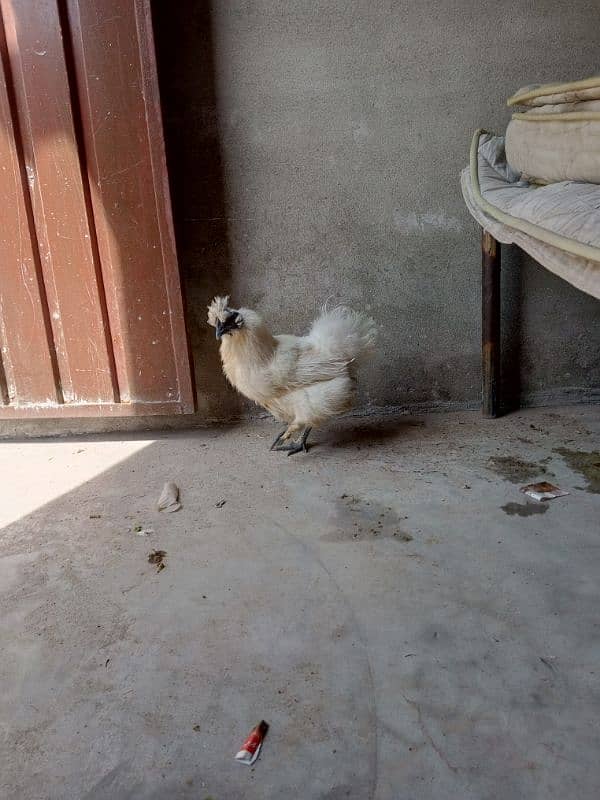 Silkie Female Egg Laying 4