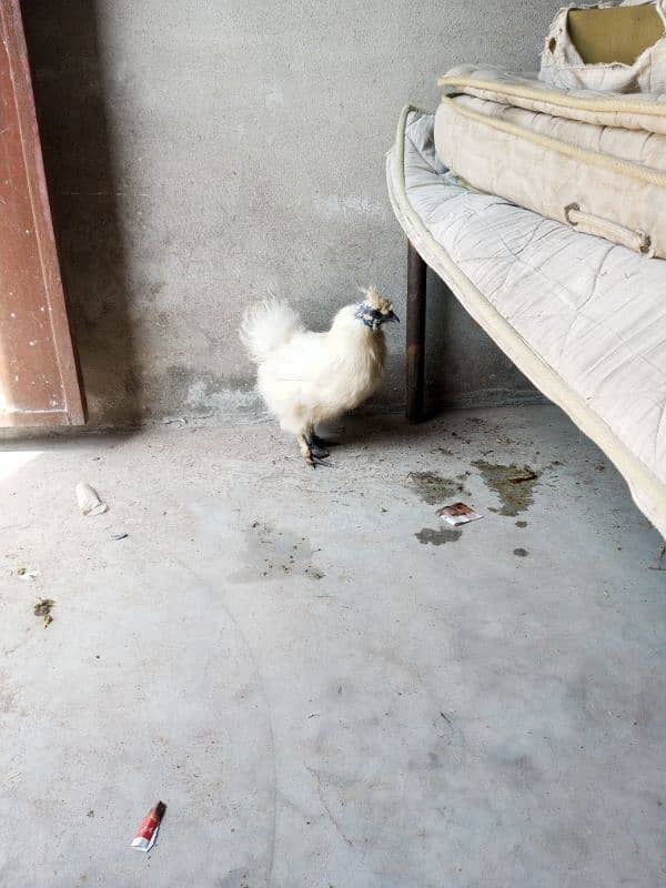 Silkie Female Egg Laying 5