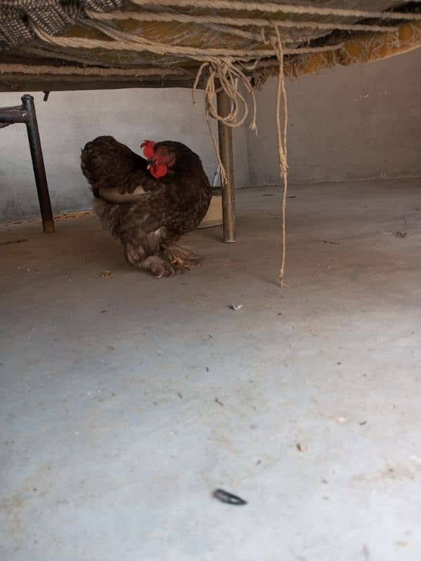 Silkie Female Egg Laying 8