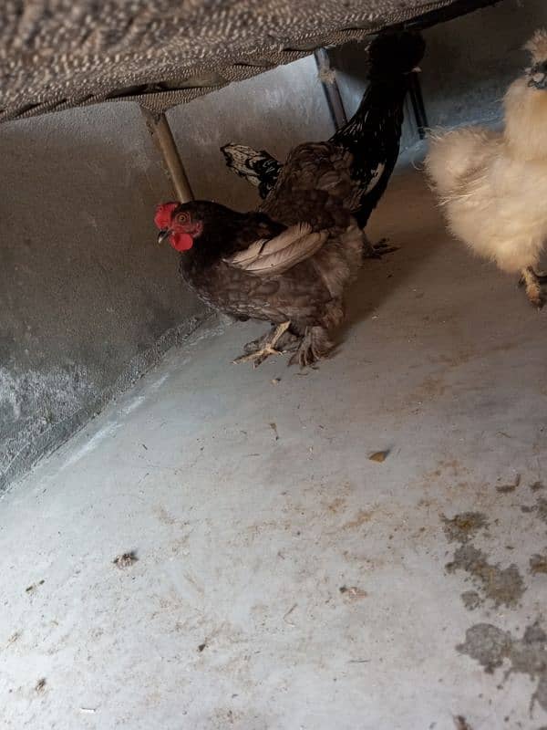 Silkie Female Egg Laying 14