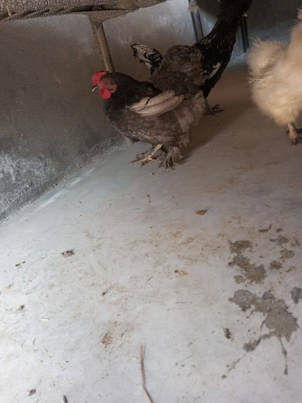 Silkie Female Egg Laying 15