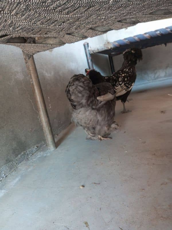 Silkie Female Egg Laying 16