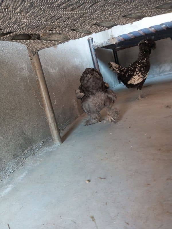 Silkie Female Egg Laying 17