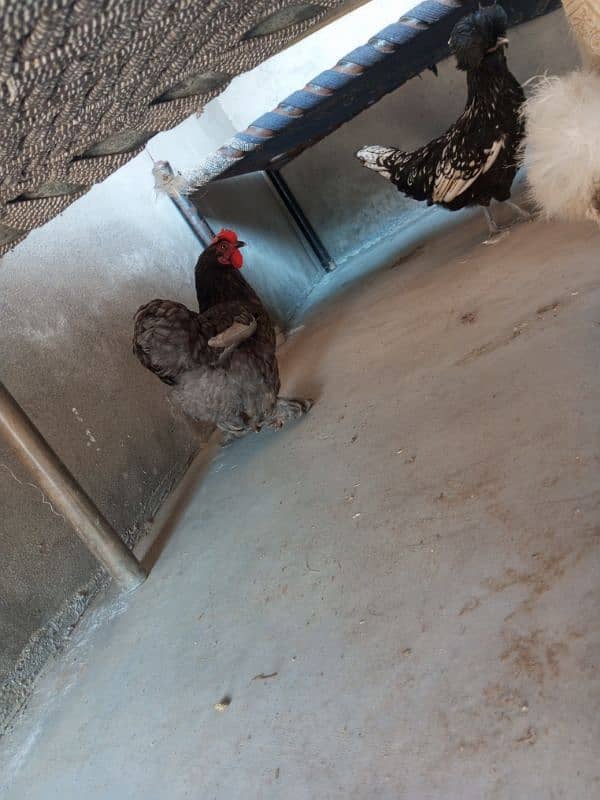 Silkie Female Egg Laying 19