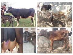 2 cow for sale