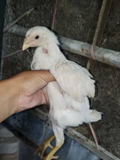 white shamo chicks pure