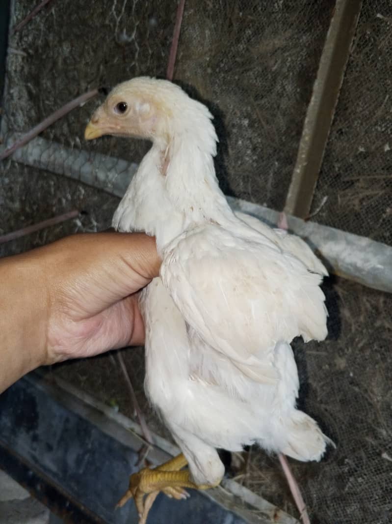 white shamo chicks pure 1