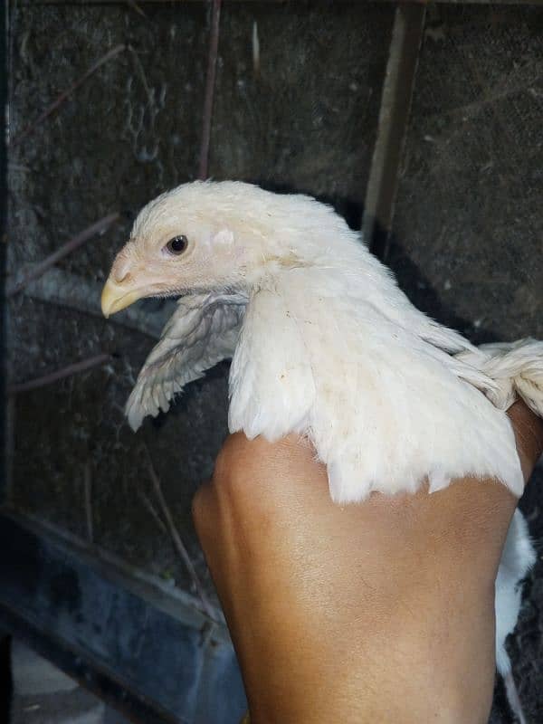 white shamo chicks pure 2