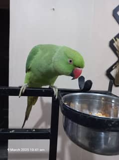 Green Parrot Female