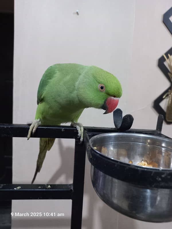 Green Parrot Female 0