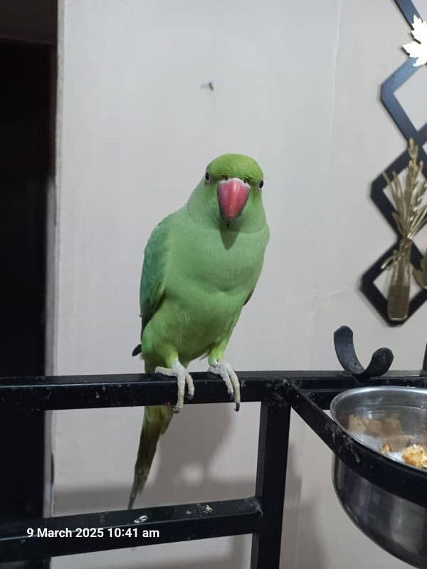 Green Parrot Female 1