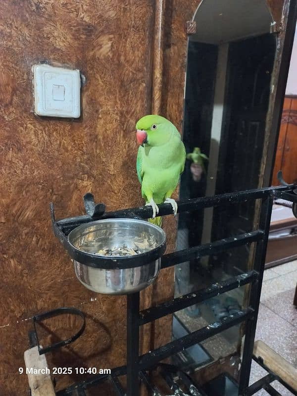 Green Parrot Female 3