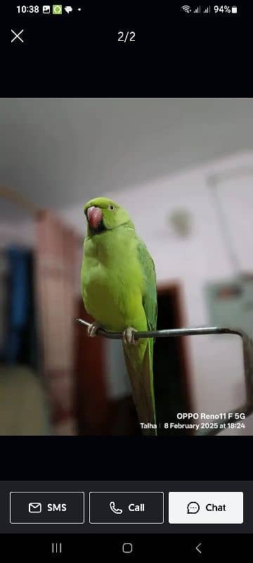 Green Parrot Female 5