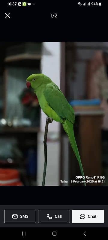 Green Parrot Female 6