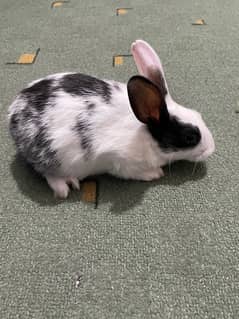 Baby Rabbit for Sale