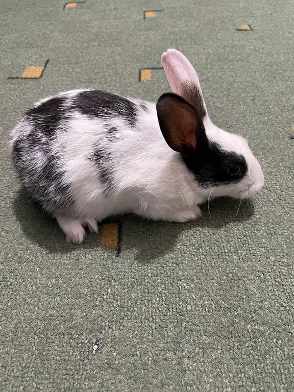 Baby Rabbit for Sale 0