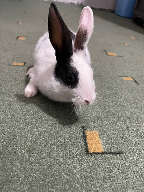 Baby Rabbit for Sale 1