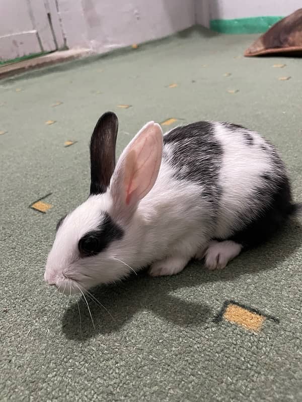 Baby Rabbit for Sale 2