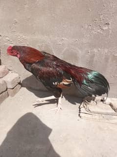 kala gujran Jhelum aseel home breed 5,month