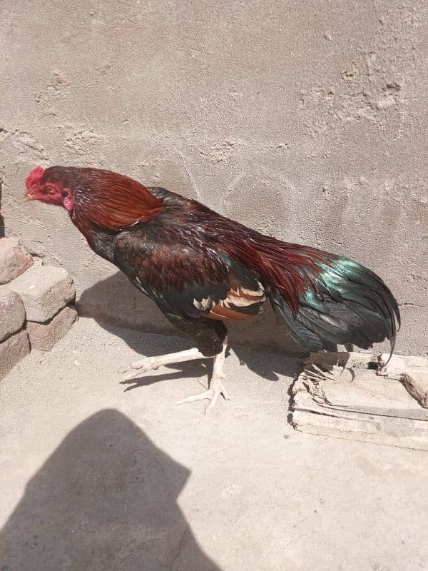 kala gujran Jhelum aseel home breed 5,month 0