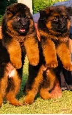 German shepherd puppies Double Coat Whatsapp 03010546336