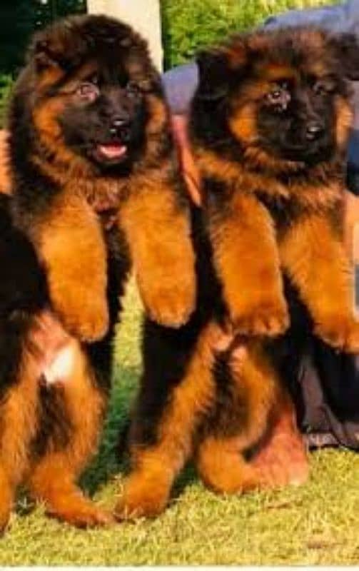 German shepherd puppies Double Coat Whatsapp 03010546336 0