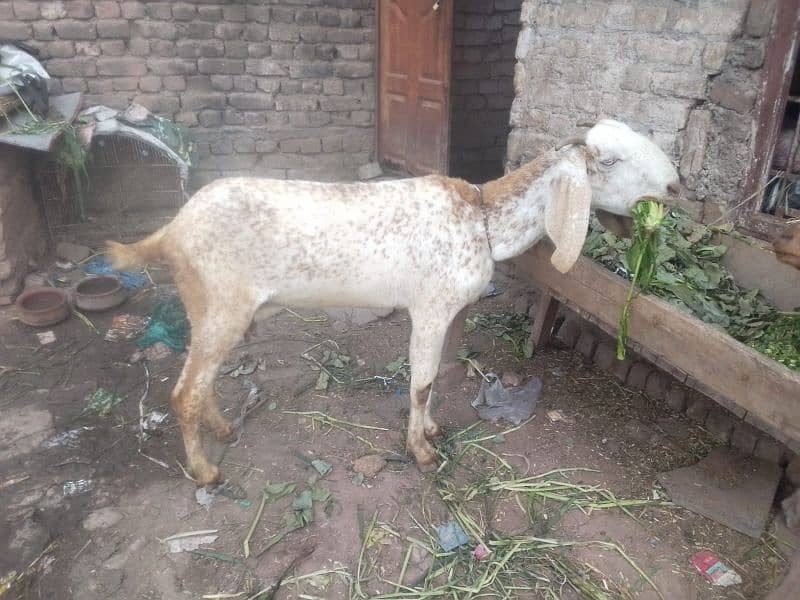 bakri | makkhi China bakri | pure makkhi China bakri| goat 0