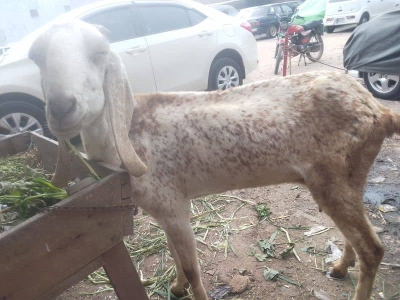 bakri | makkhi China bakri | pure makkhi China bakri| goat 1