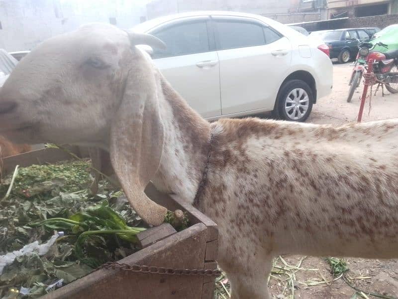 bakri | makkhi China bakri | pure makkhi China bakri| goat 2