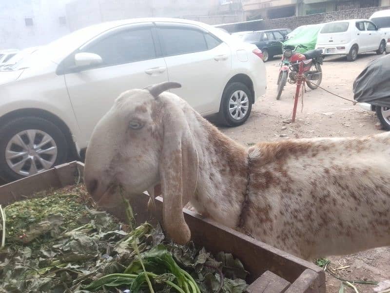 bakri | makkhi China bakri | pure makkhi China bakri| goat 3