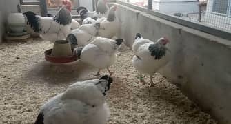 Light Sussex heritage breeder birds