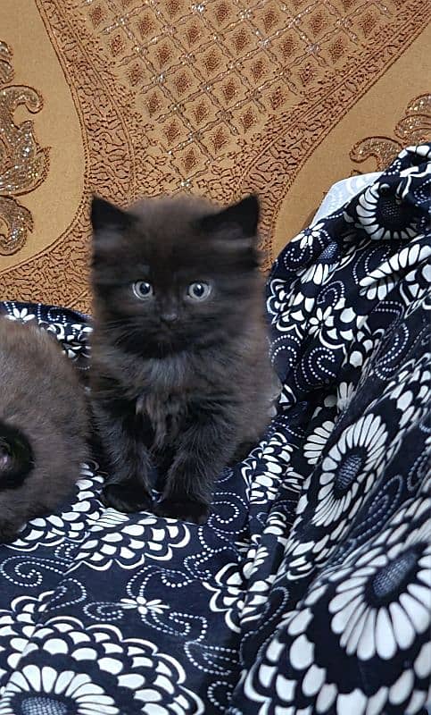 persion kittens . . . . Cute and lo. . . . CONTACT ME 03208839686 1