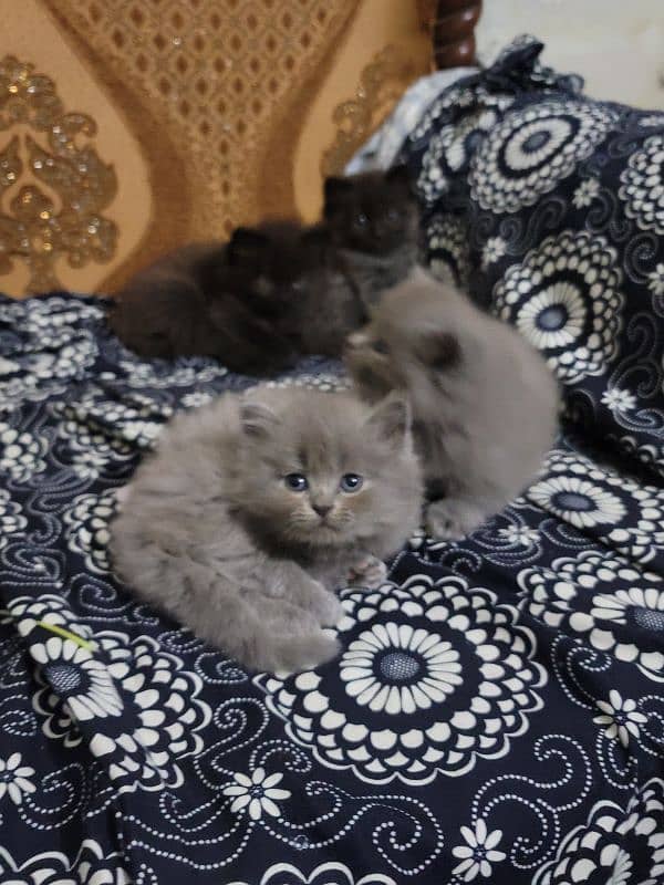 persion kittens . . . . Cute and lo. . . . CONTACT ME 03208839686 2