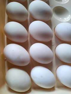 khaki Campbell duck eggs