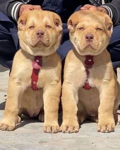 King Alabai pair pure breed security dog 2months for sale