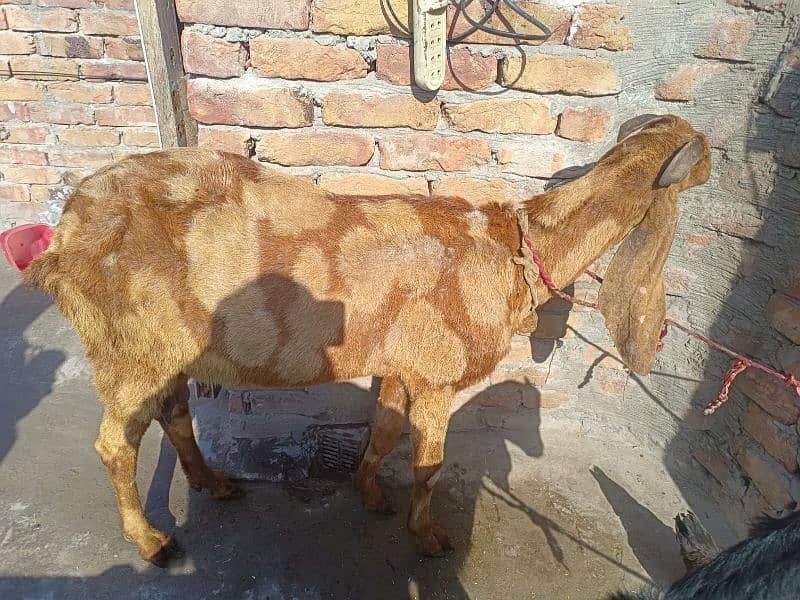 Dasi Bakri 1