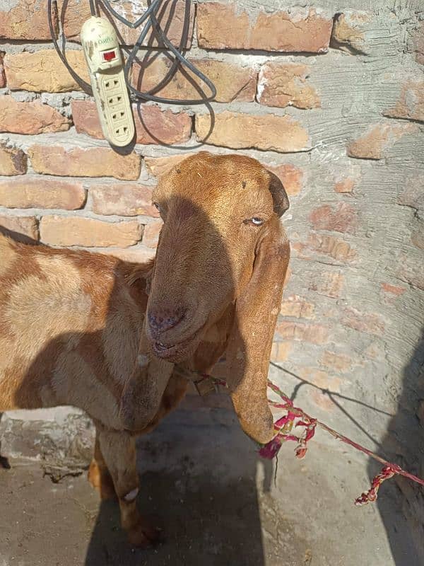 Dasi Bakri 2