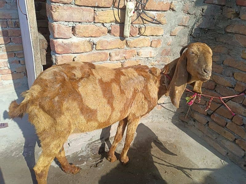 Dasi Bakri 3