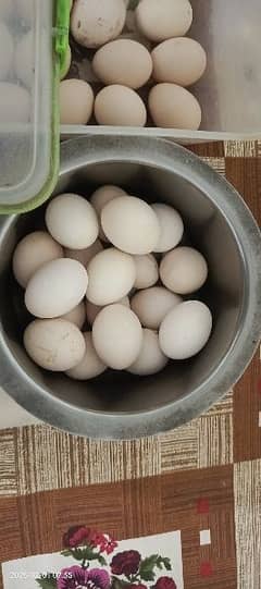 Aseel chicks- Madi-Desi eggs