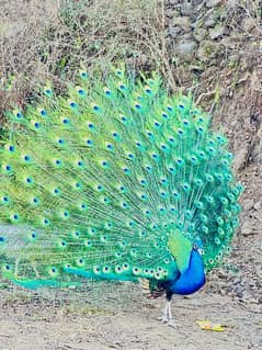 peacock