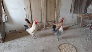 hens for sale Multan