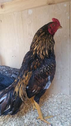 Pure Aseel Reza Rooster – Healthy, Strong & Ideal for Breeding