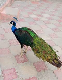 black shoulder male peacock