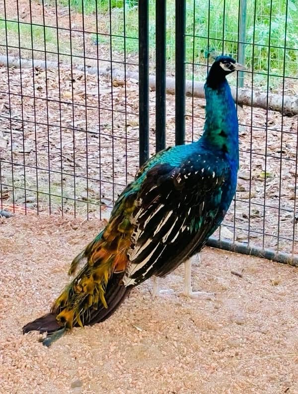 black shoulder male peacock 6