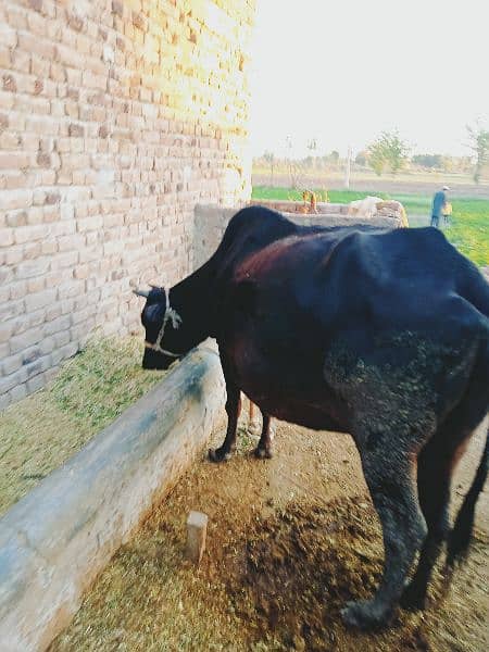 ساہیوال جرسی گائے دوسرا سوا انتہای خوبصورت ر پچھلے سوئے 18 لیٹر دودھ ں 1