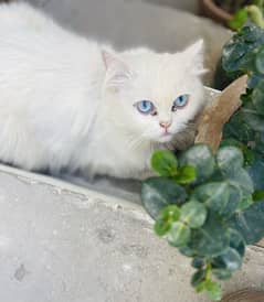 Persian Triple coated blue eyes beautiful male available for sale